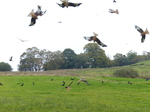 FZ022305 Red kites (Milvus milvus) diving.jpg